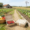 Eco-Friendly Molded Pulp Berry Clamshell Boxes