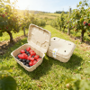 Eco-Friendly Molded Pulp Berry Clamshell Boxes