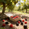 Eco-Friendly Molded Pulp Berry Clamshell Boxes